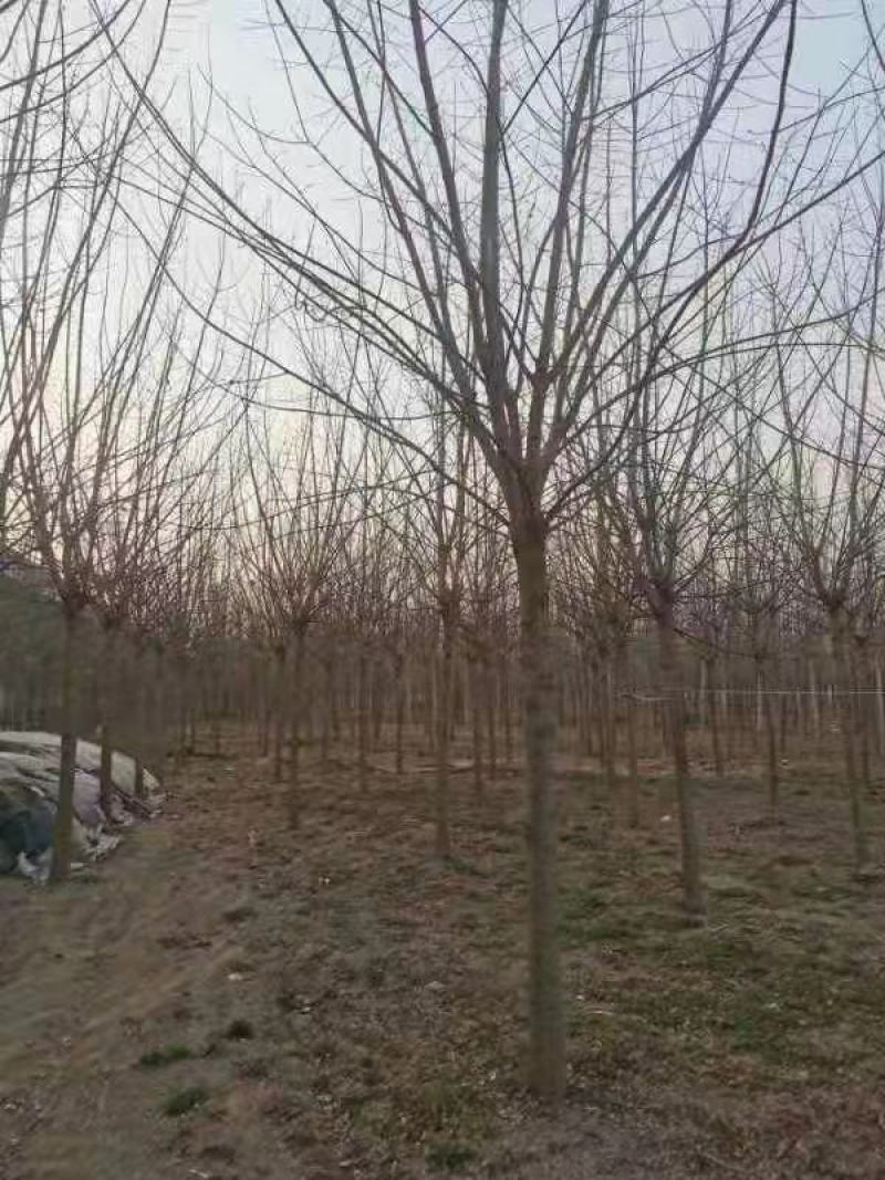 精品十二公分金叶复叶槭截杆发冒一级好树形