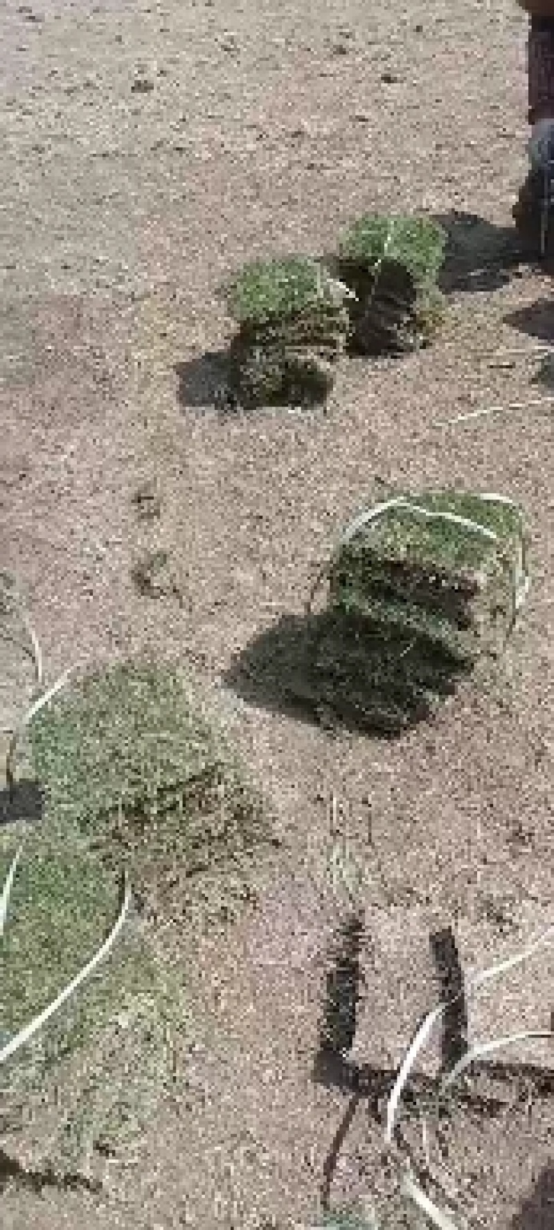 荐，安顺草坪安顺平坝哪里卖马尼拉草贵阳绿化草皮怎么卖