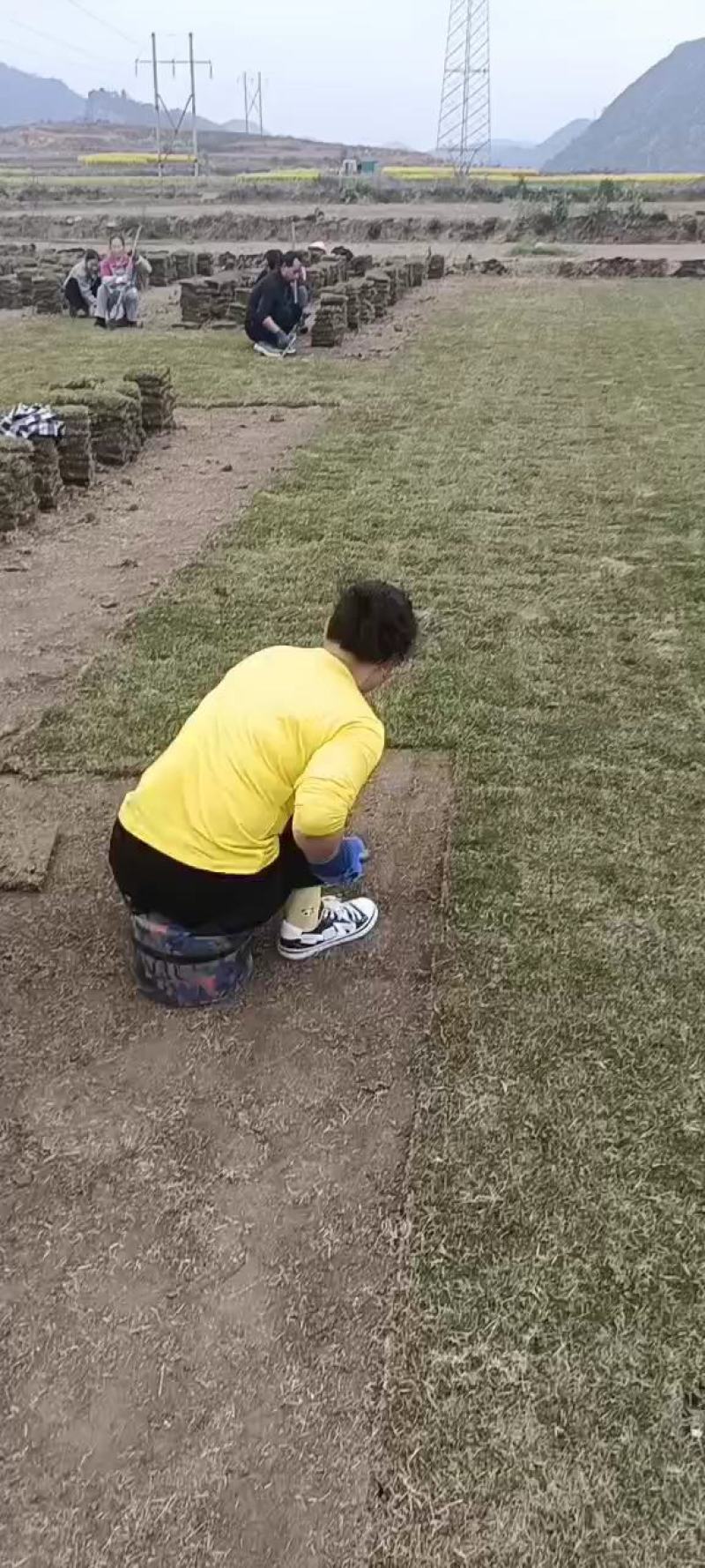 荐，安顺草坪安顺平坝哪里卖马尼拉草贵阳绿化草皮怎么卖