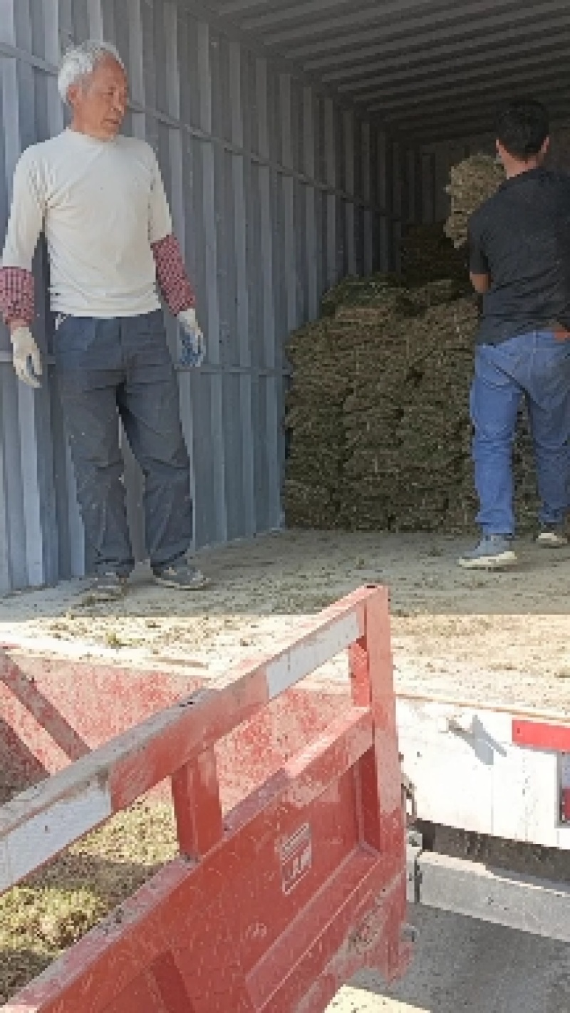 荐，安顺草坪安顺平坝哪里卖马尼拉草贵阳绿化草皮怎么卖