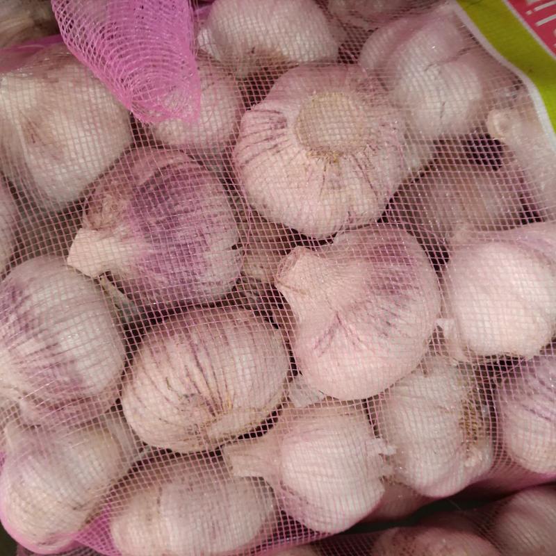 【热卖】紫皮大蒜红皮大蒜支持各种包装.全国全年供货，货源稳定