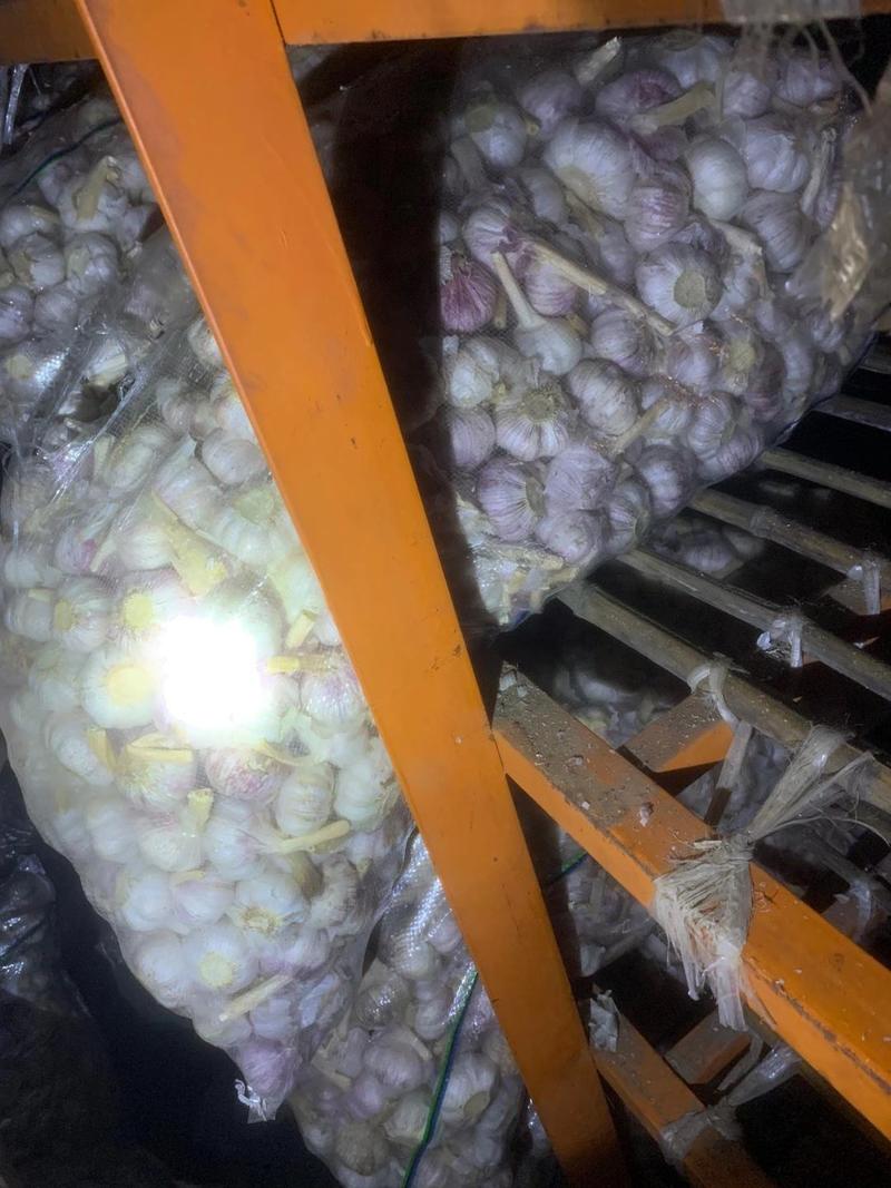 【实力推荐】大蒜金乡大蒜提供各种包装分选，自有大蒜加工厂