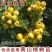 黄山楂苗，阿尔泰山楂树，嫁接黄山楂树苗，南方北方种植