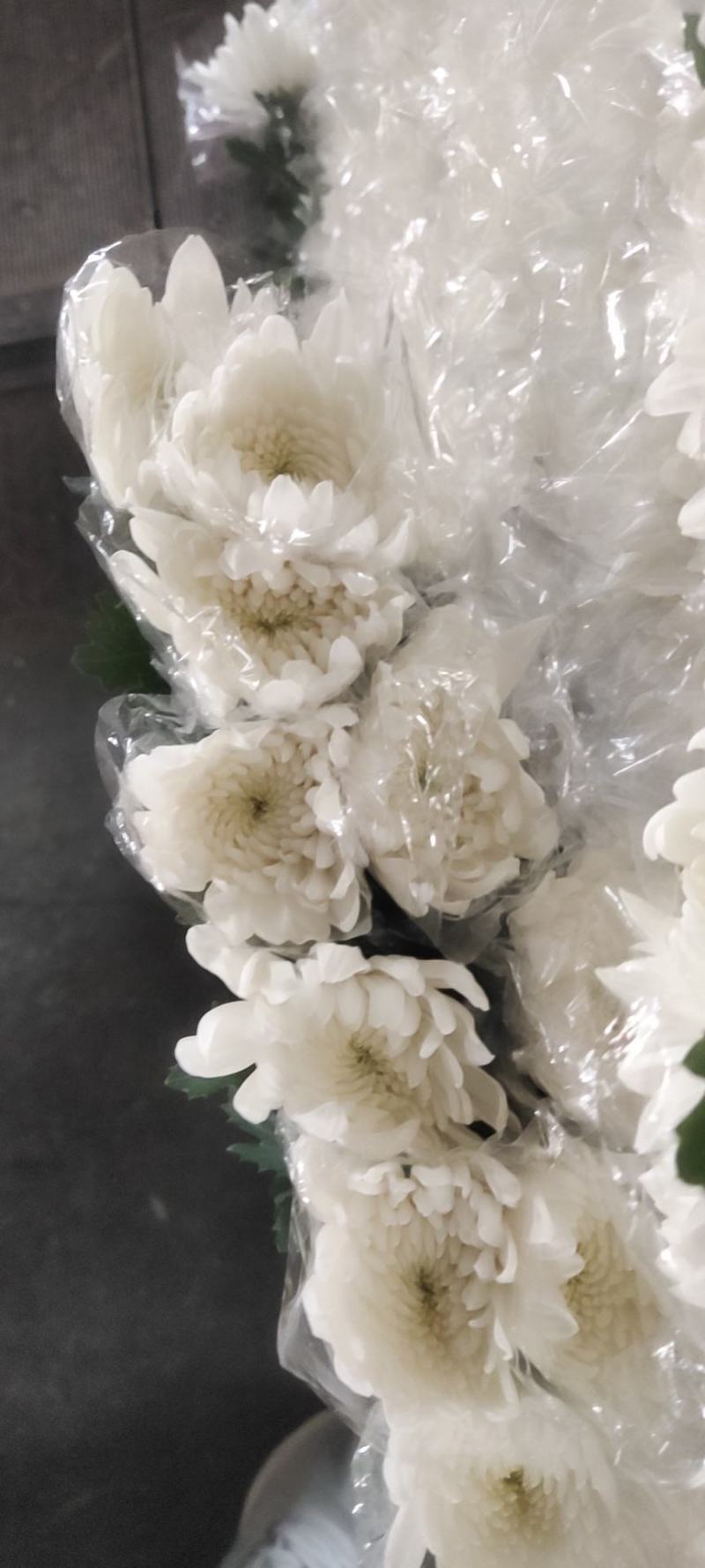 清明祭祀！唯有白菊寄思！本基地大白菊常年有货，价格便宜！