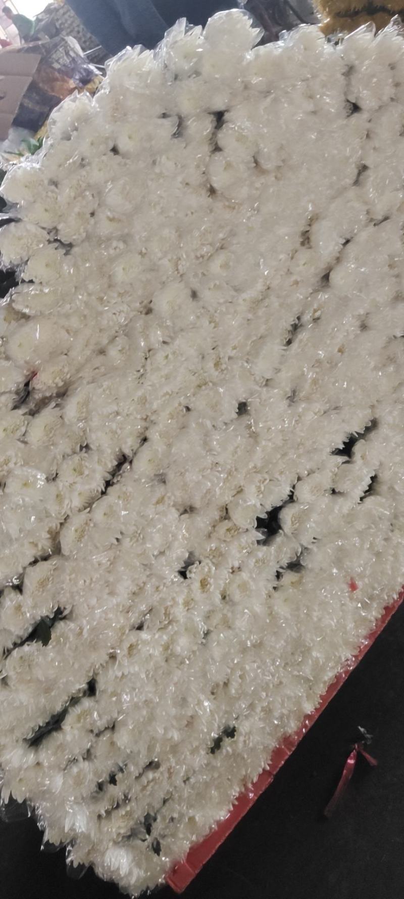 清明祭祀！唯有白菊寄思！本基地大白菊常年有货，价格便宜！