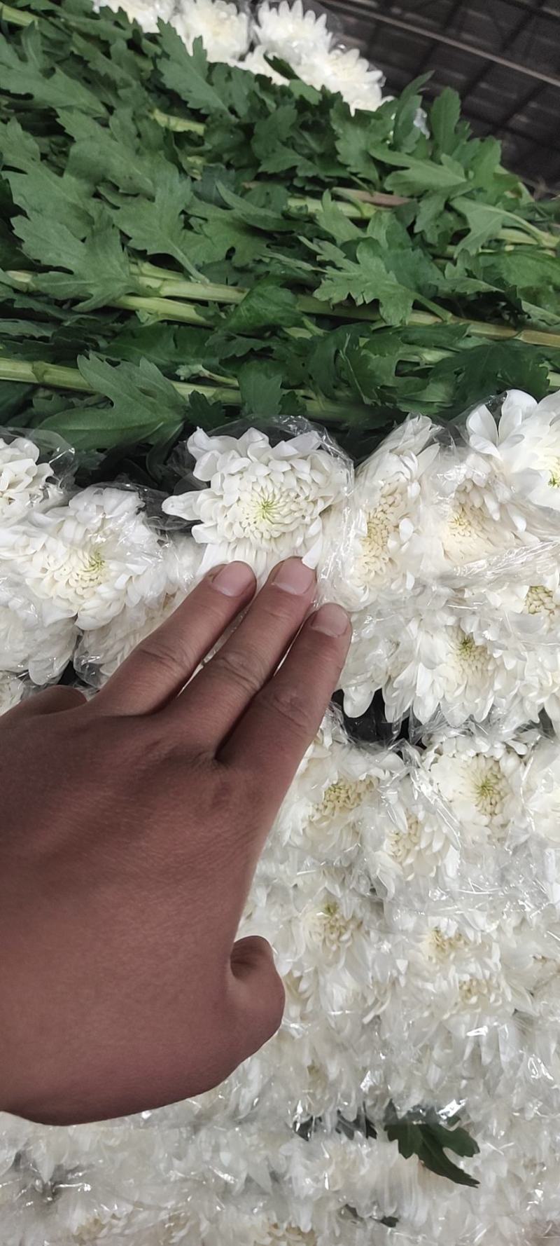 清明祭祀！唯有白菊寄思！本基地大白菊常年有货，价格便宜！