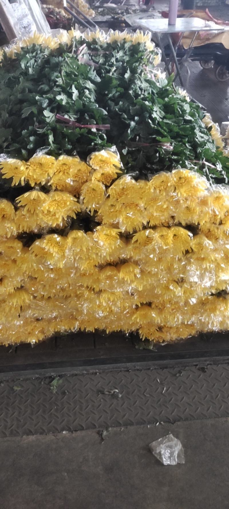 清明祭祀！唯有白菊寄思！本基地大白菊常年有货，价格便宜！