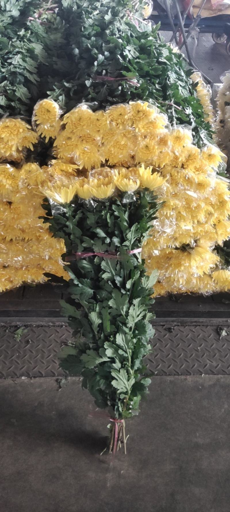 清明祭祀！唯有白菊寄思！本基地大白菊常年有货，价格便宜！