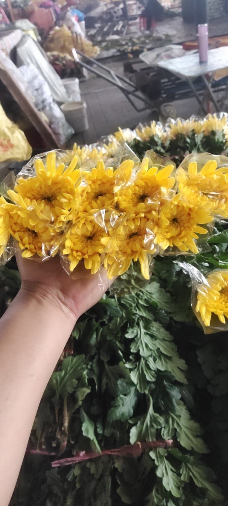 清明祭祀！唯有白菊寄思！本基地大白菊常年有货，价格便宜！