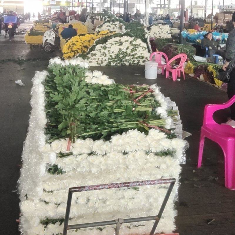清明祭祀！唯有白菊寄思！本基地大白菊常年有货，价格便宜！