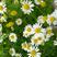 白晶菊种子多年生小雏菊种子四季播种小白菊花种籽花海种子