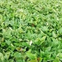 大量出售原种脱毒红薯苗，山东泗水