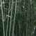 四川广安苦竹，大小长短都有，可按要求定制，欢迎新老客户选购