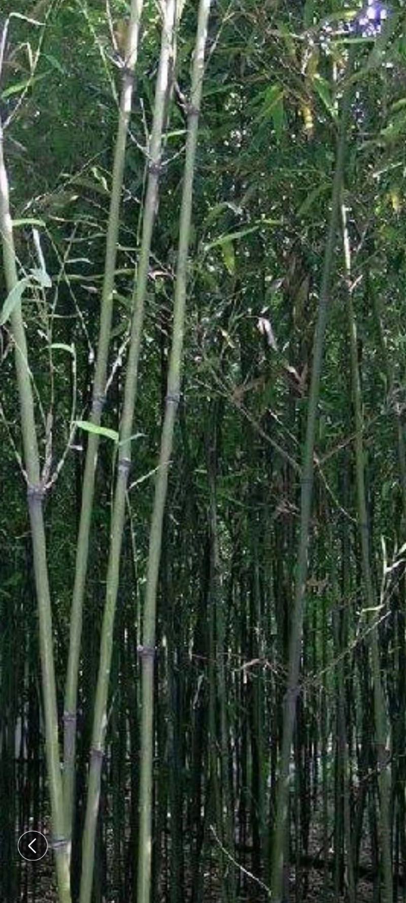 四川广安苦竹，大小长短都有，可按要求定制，欢迎新老客户选购