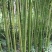 四川广安苦竹，大小长短都有，可按要求定制，欢迎新老客户选购