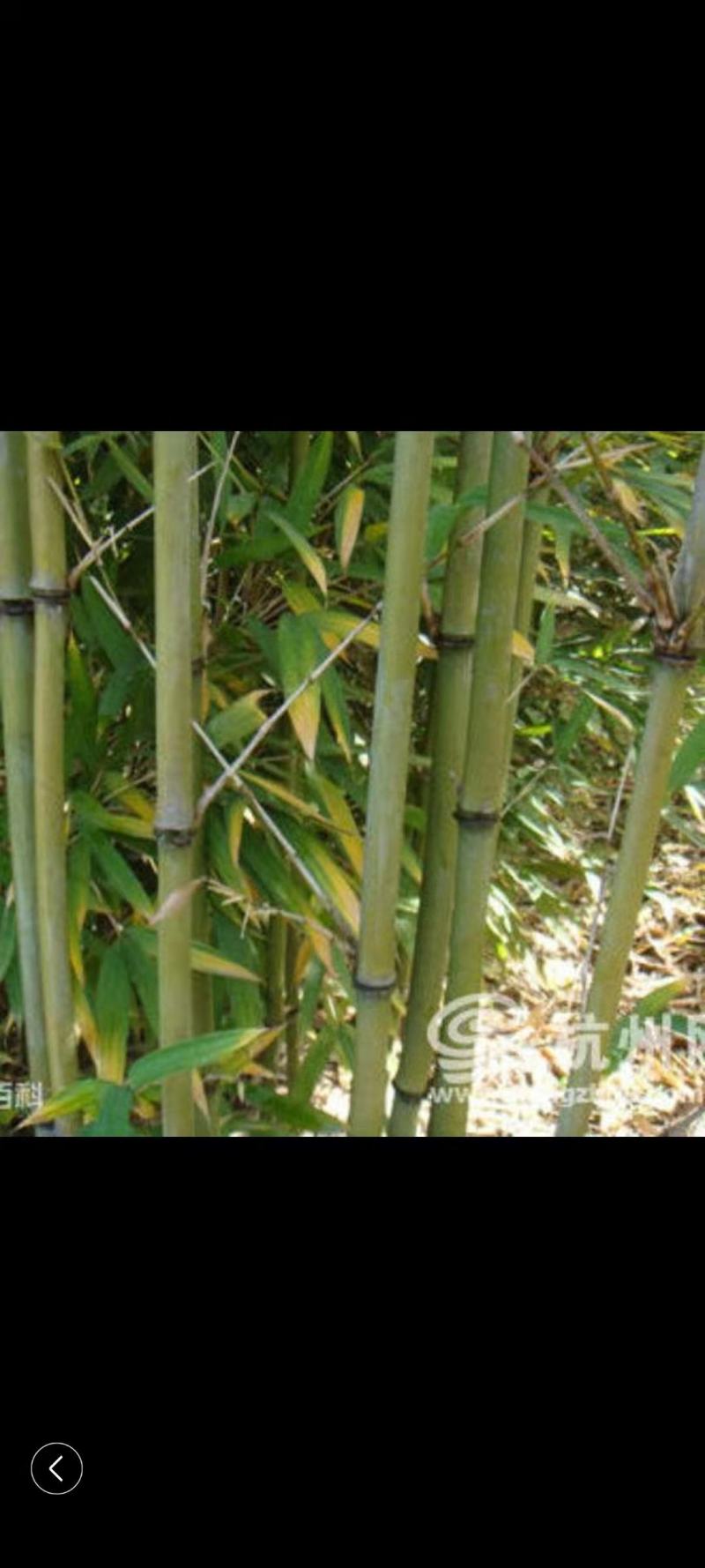 四川广安苦竹，大小长短都有，可按要求定制，欢迎新老客户选购