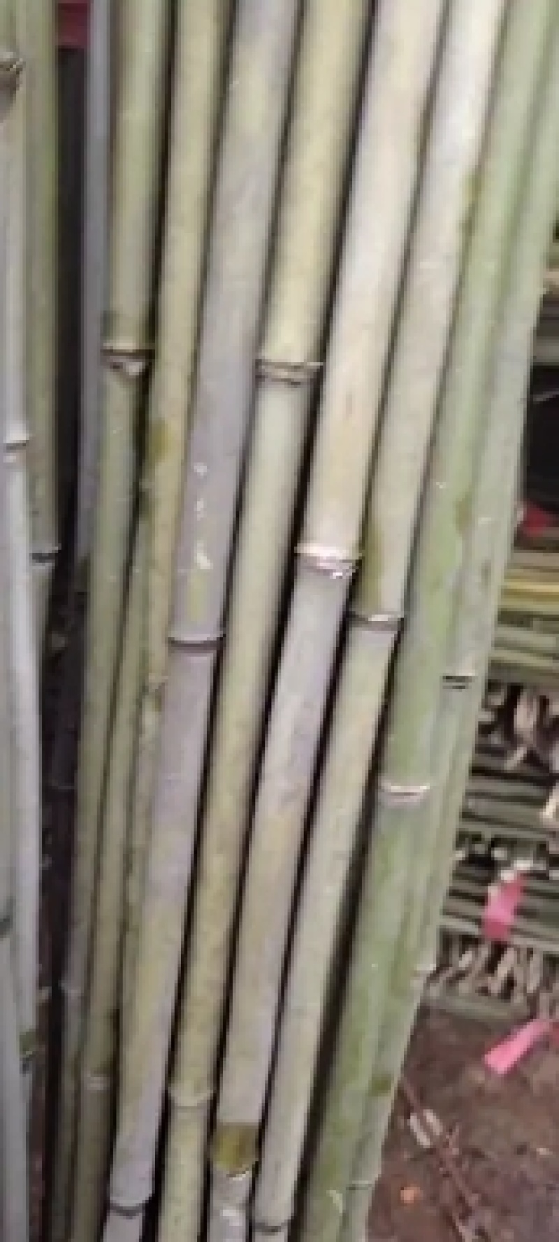 四川广安小竹竿有需要请联系，豆角，西红柿，茄子，辣椒搭架用