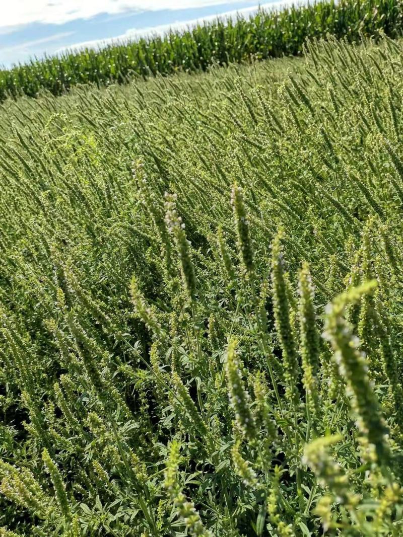 荆芥种子荆芥籽一年生，5斤以上非边远地区包邮！
