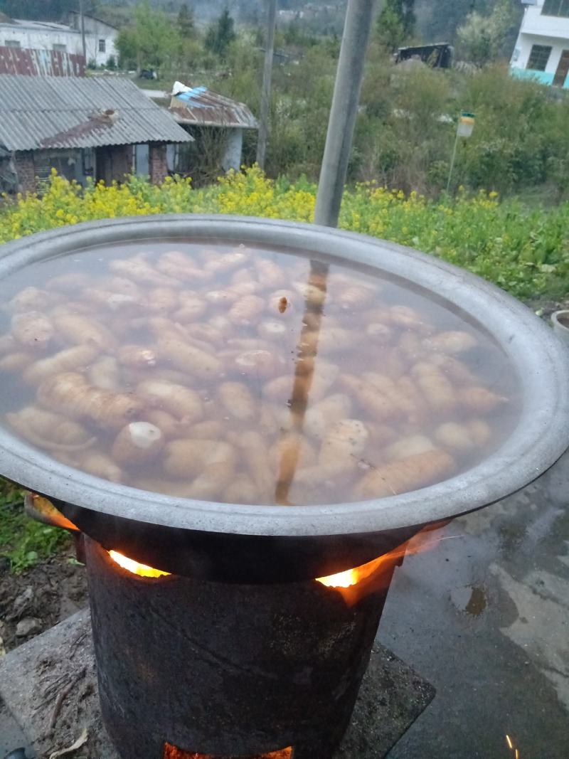 云南昭通彝良小草坝仿野生乌天麻干天麻，自产自销，坏果包赔