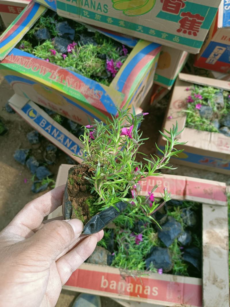 绿化苗木山东青州福禄考