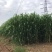 绿巨人甜高粱养殖必备高粱种子甜高梁种子饲用甜高粱牧草种
