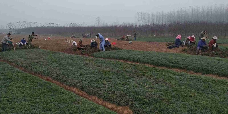 玉龙草基地直销，日本矮麦冬大量供应，量大从优