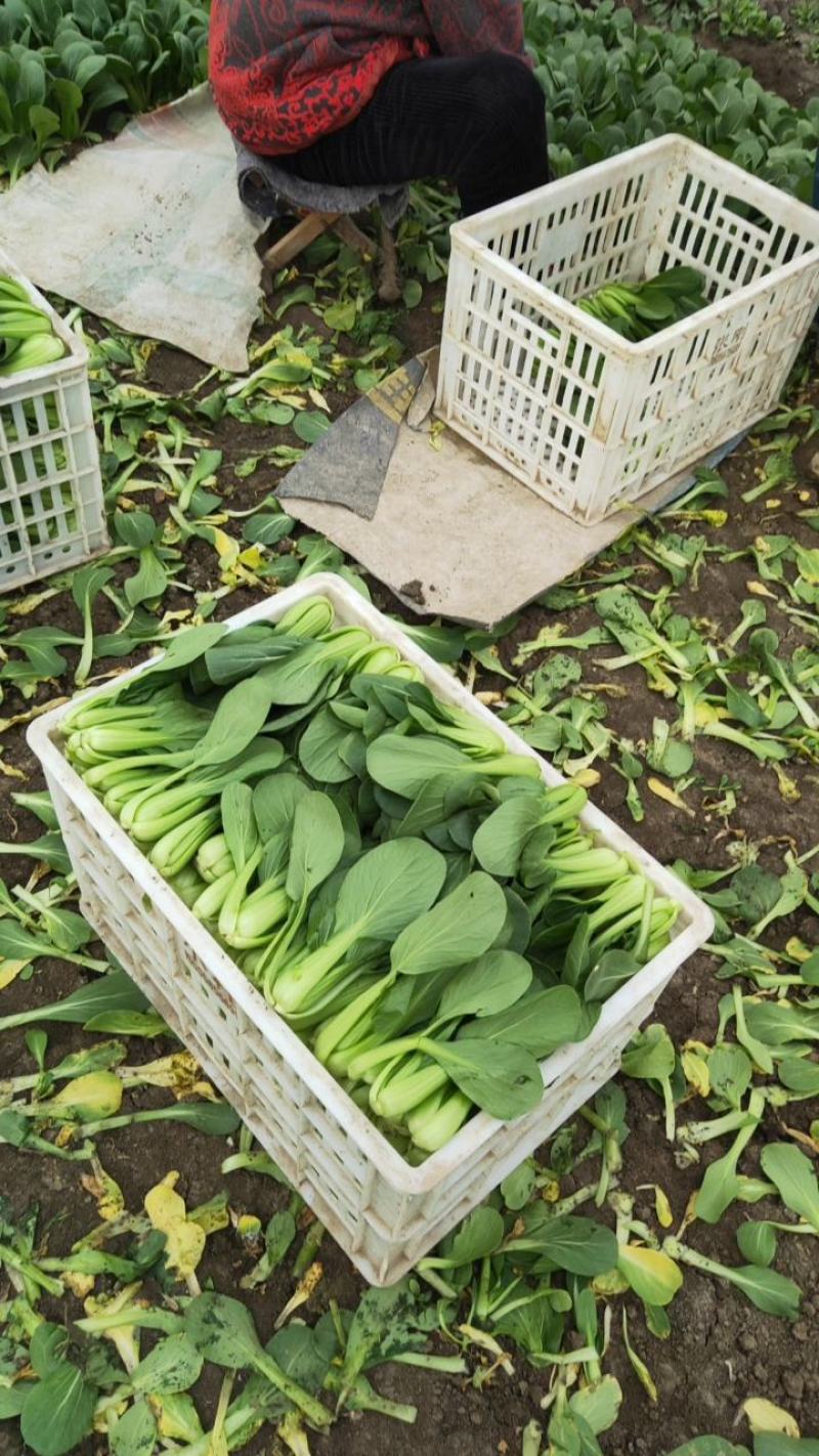 安徽太和上海青种植基地，产地直发，货源充足