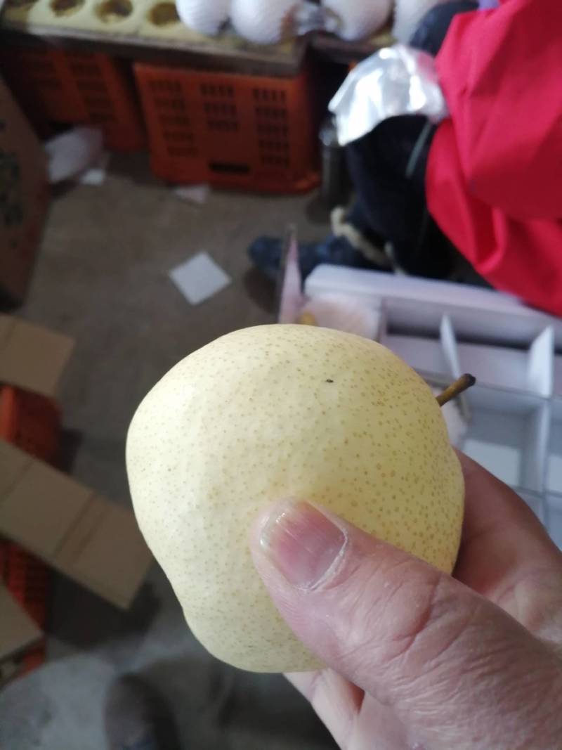酥梨