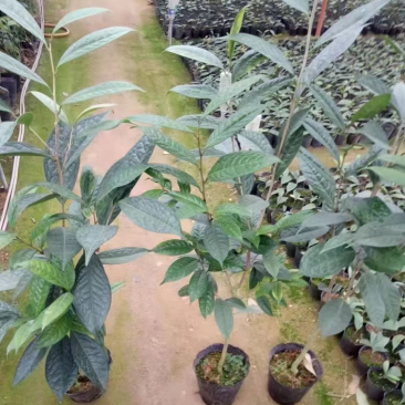 防城金花茶小苗工地绿化苗一手货源直发一件起批