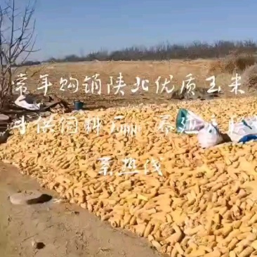 玉米