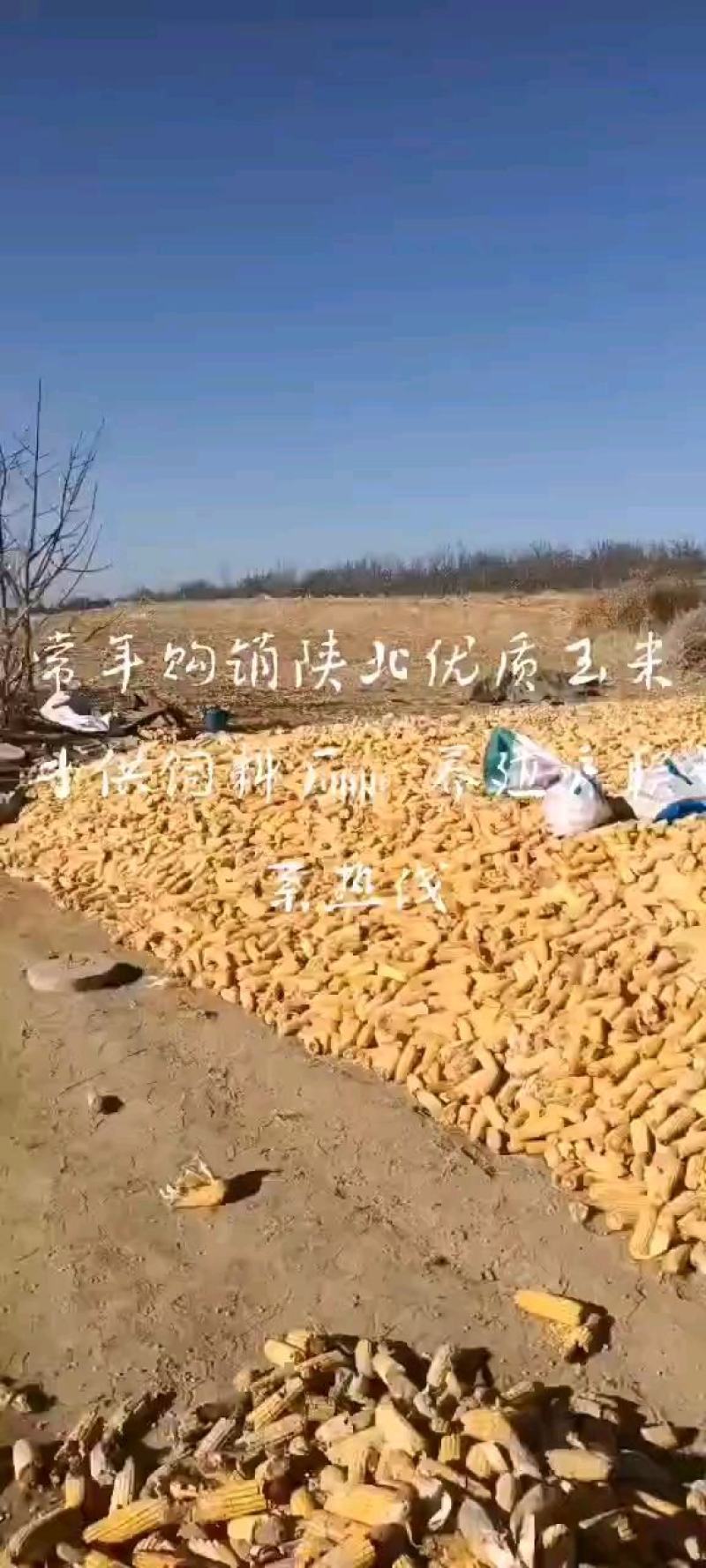 玉米