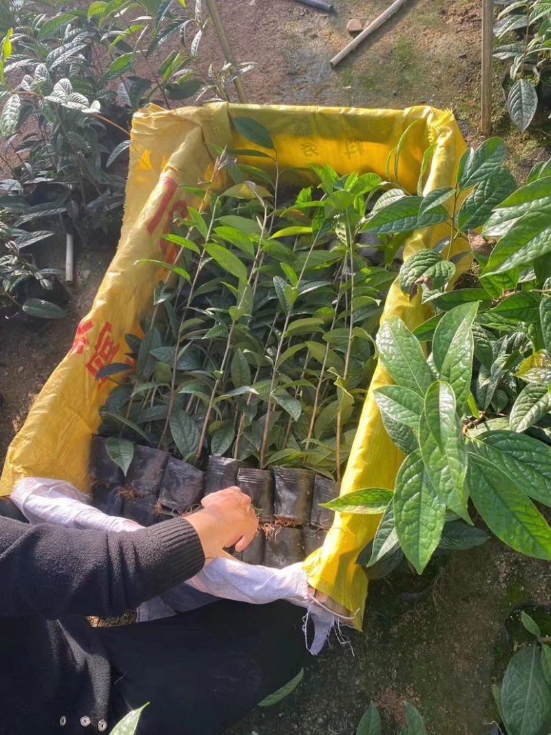 防城金花茶小苗工地绿化苗一手货源直发一件起批