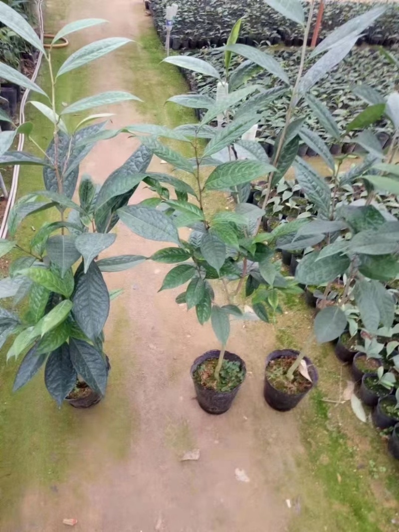 防城金花茶小苗工地绿化苗一手货源直发一件起批