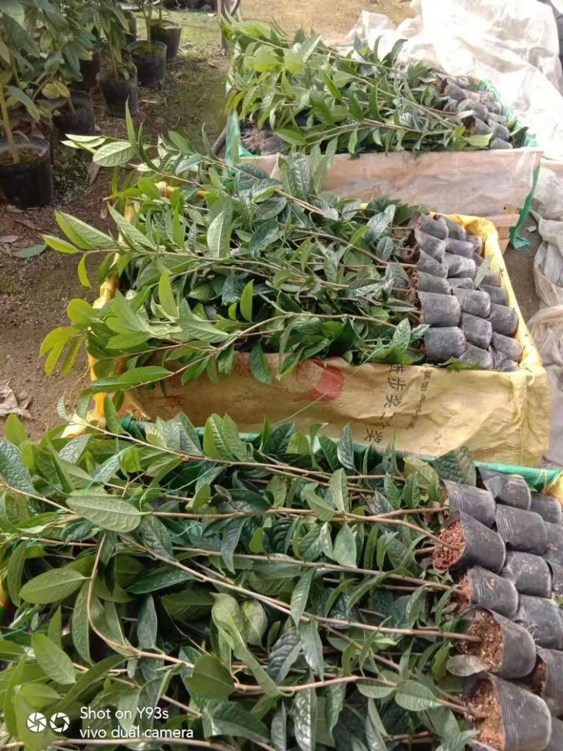 防城金花茶小苗工地绿化苗一手货源直发一件起批