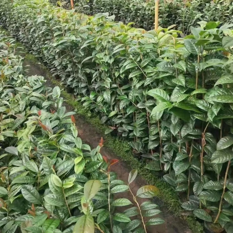 防城金花茶小苗工地绿化苗一手货源直发一件起批