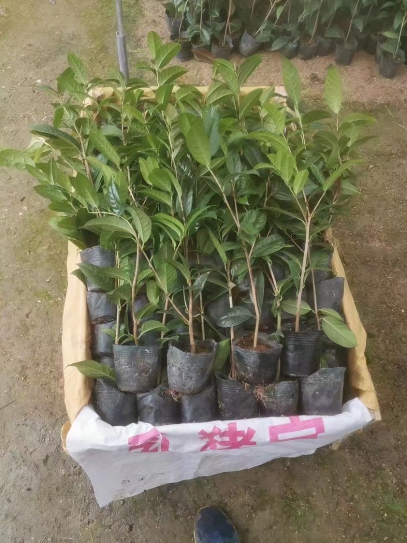 防城金花茶小苗工地绿化苗一手货源直发一件起批