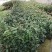 防城金花茶小苗工地绿化苗一手货源直发一件起批