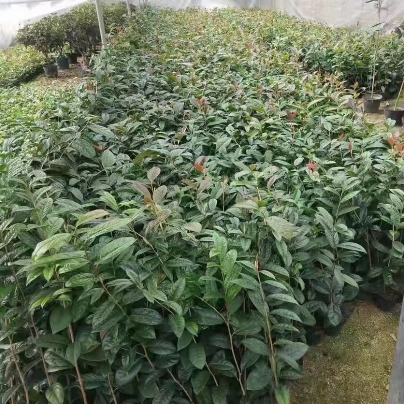防城金花茶小苗工地绿化苗一手货源直发一件起批