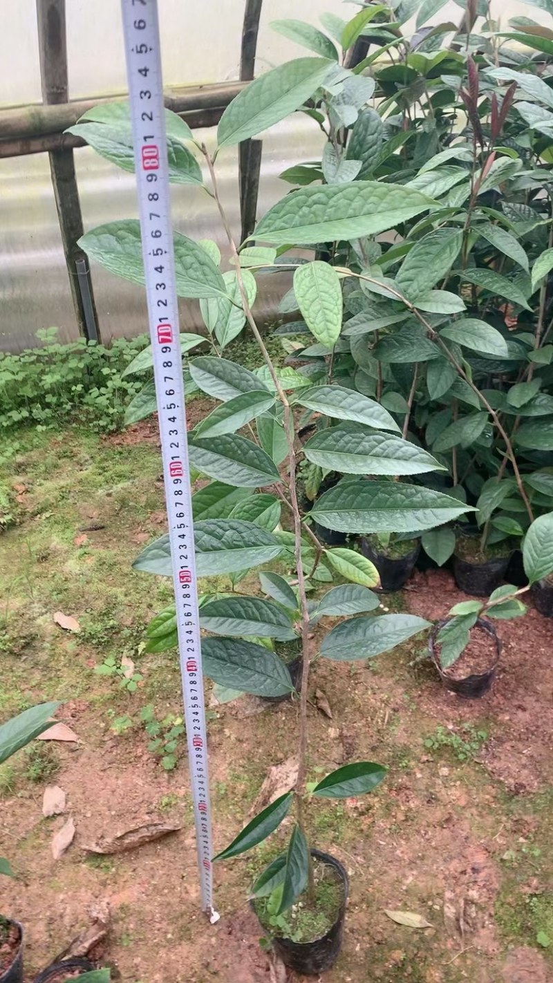 防城金花茶小苗工地绿化苗一手货源直发一件起批