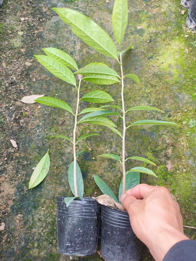 防城金花茶小苗工地绿化苗一手货源直发一件起批