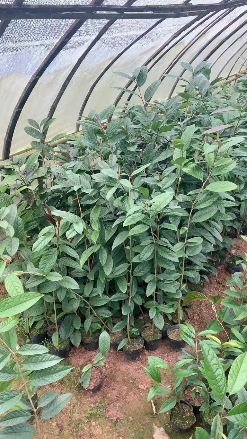 防城金花茶小苗工地绿化苗一手货源直发一件起批