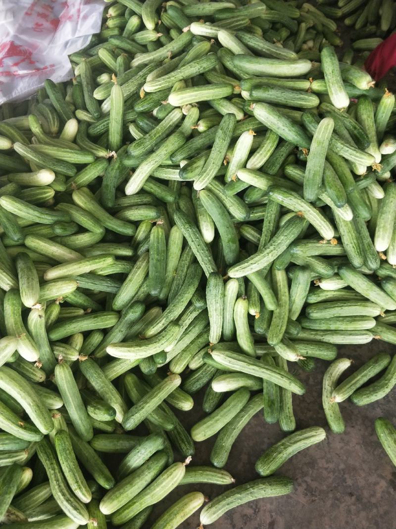 精品燕白黄瓜，