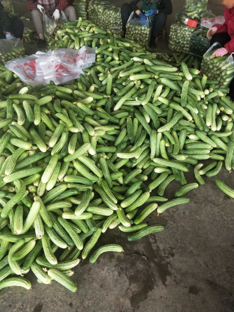 精品燕白黄瓜，