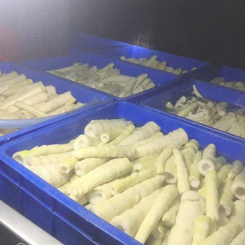 江华贺州姑婆山苦笋已上市，大量出货，量大价优。可当天发货