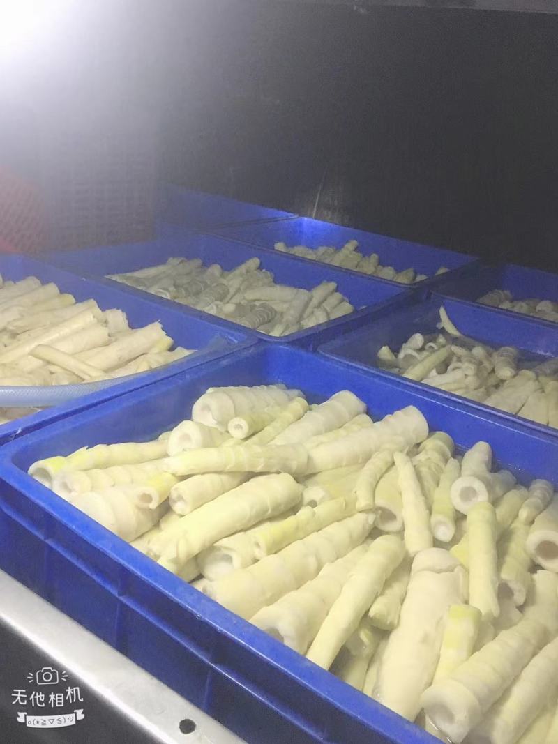 江华贺州姑婆山苦笋已上市，大量出货，量大价优。可当天发货