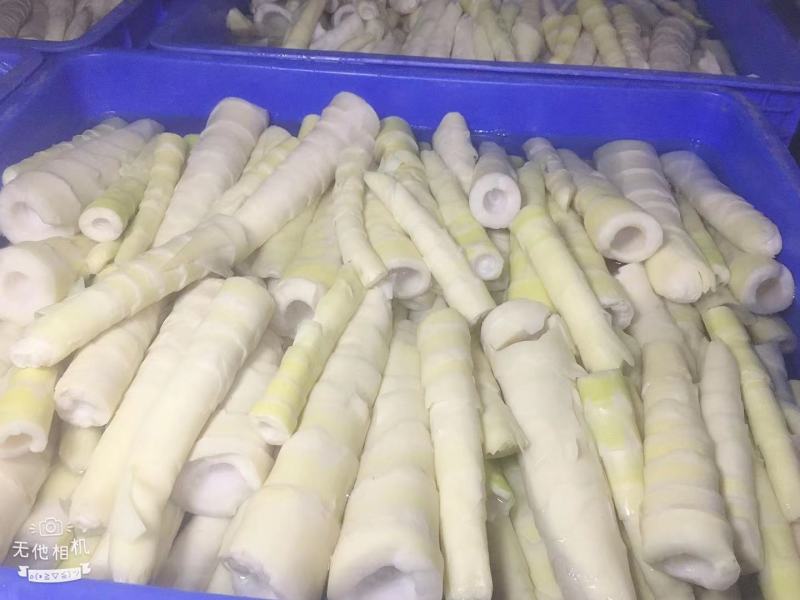 江华贺州姑婆山苦笋已上市，大量出货，量大价优。可当天发货
