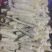 江华贺州姑婆山苦笋已上市，大量出货，量大价优。可当天发货