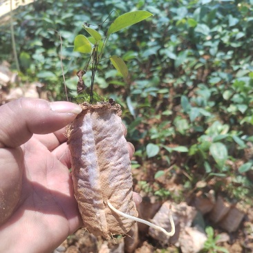 土茯苓苗白肉的那款两年苗营养杯苗山上移植耐旱成活率高