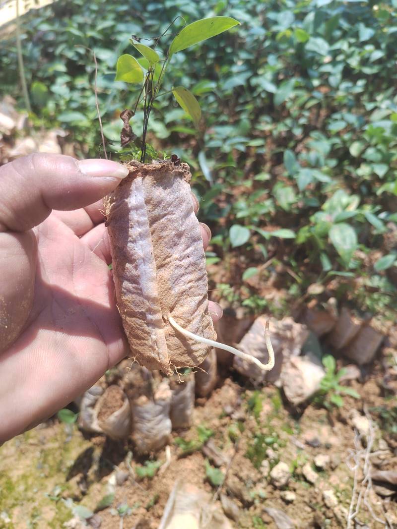 土茯苓苗白肉的那款两年苗营养杯苗山上移植耐旱成活率高