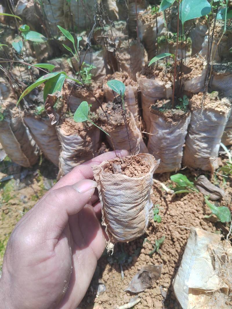 土茯苓苗白肉的那款两年苗营养杯苗山上移植耐旱成活率高